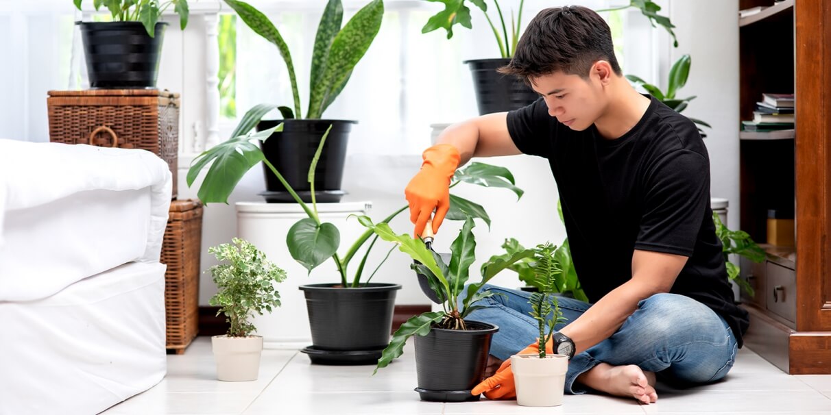 Como Proteger as Plantas em Casa: Guia Prático